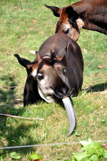 min 2013 07 06 beauval 257